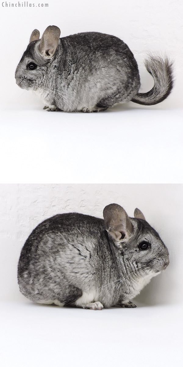 Chinchilla or related item offered for sale or export on Chinchillas.com - 18010 Large Standard ( Sapphire &  Royal Persian Angora Carrier ) Female Chinchilla