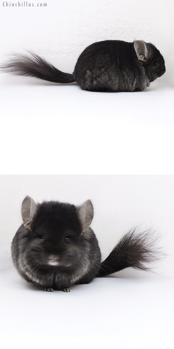 Chinchilla or related item offered for sale or export on Chinchillas.com - 18015 Blocky Ebony  Royal Persian Angora ( Locken Carrier ) Male Chinchilla