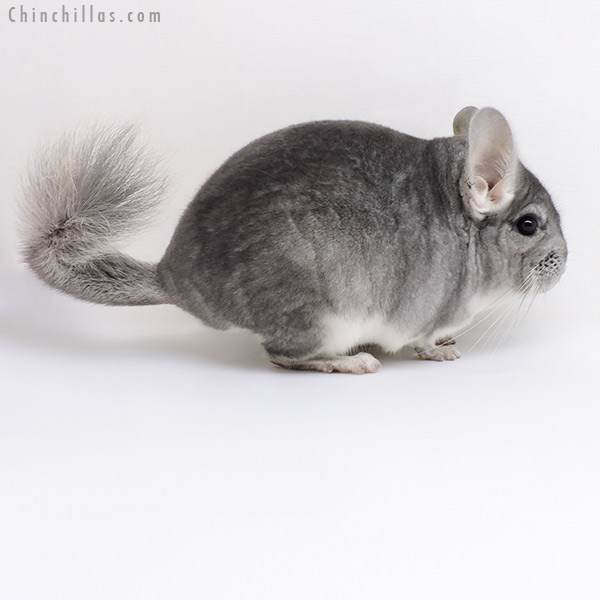 Chinchilla or related item offered for sale or export on Chinchillas.com - 18014 Sapphire (  Royal Persian Angora Carrier ) Male Chinchilla