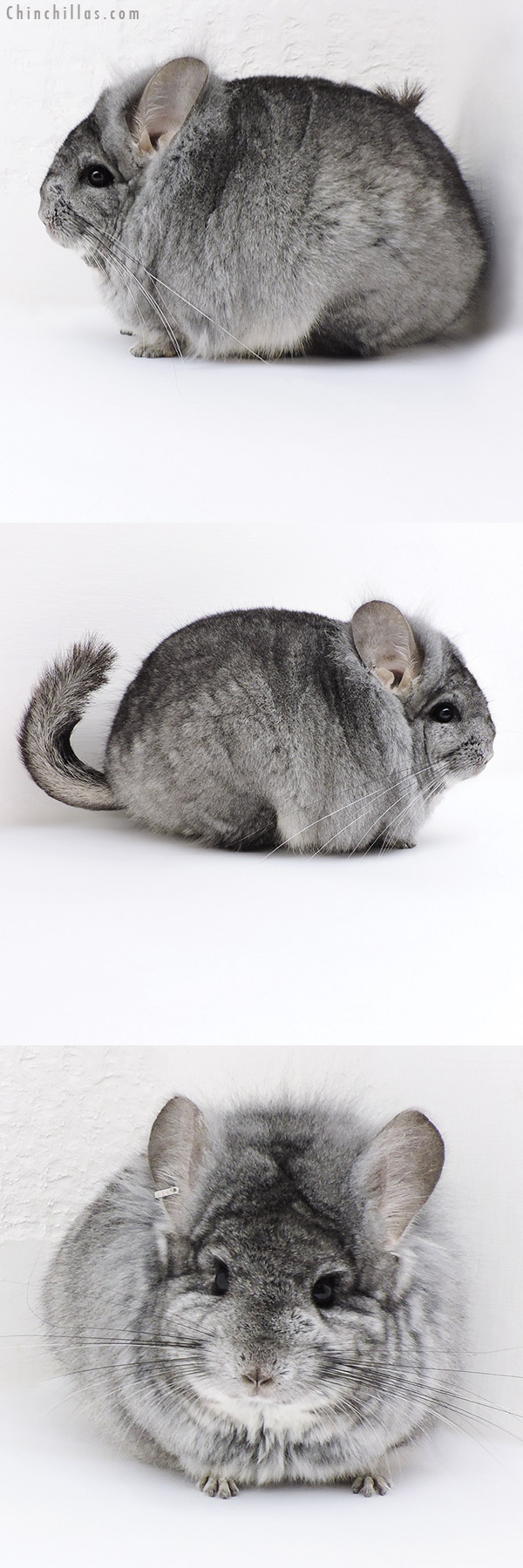 Chinchilla or related item offered for sale or export on Chinchillas.com - 17410 Exceptional Blocky Standard ( Sapphire Carrier )  Royal Persian Angora Male Chinchilla w/ Lion Mane