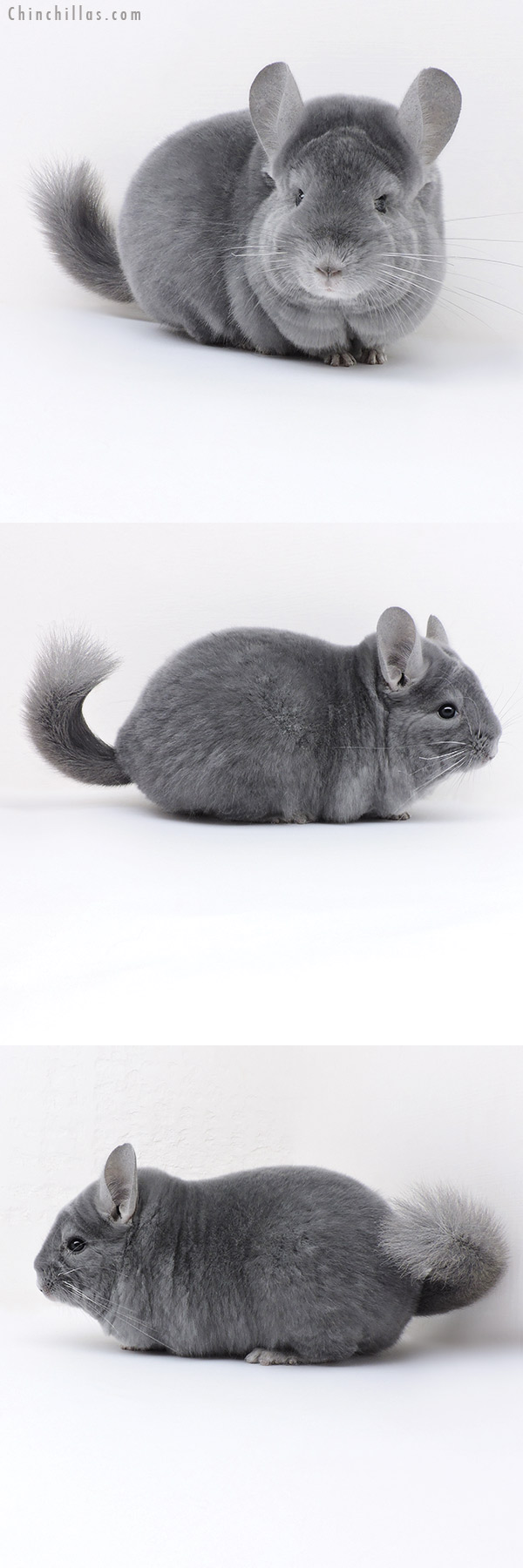 Chinchilla or related item offered for sale or export on Chinchillas.com - 18016 Premium Production Quality Wrap Around Blue Diamond Female Chinchilla