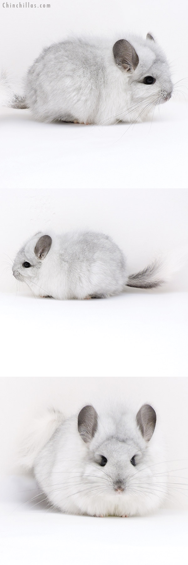 Chinchilla or related item offered for sale or export on Chinchillas.com - 18021 Exceptional White Mosaic  Royal Persian Angora Female Chinchilla