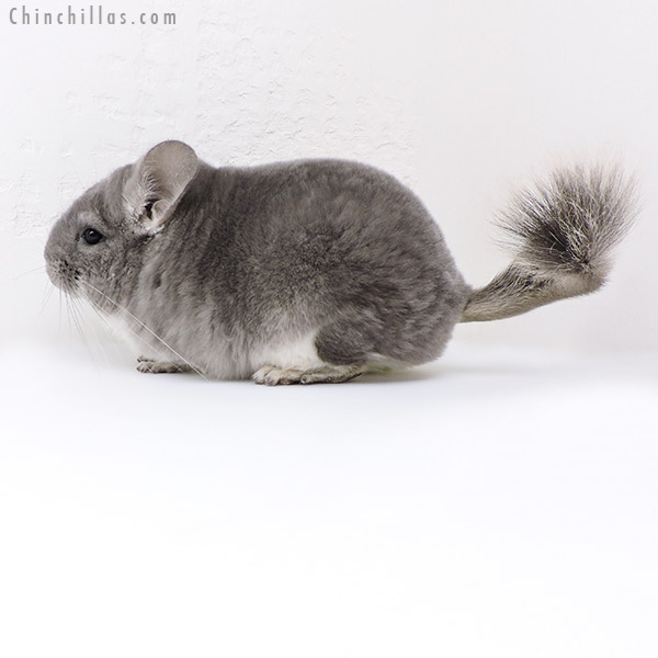 Chinchilla or related item offered for sale or export on Chinchillas.com - 18020 Large Blocky Premium Production Quality Violet Female Chinchilla