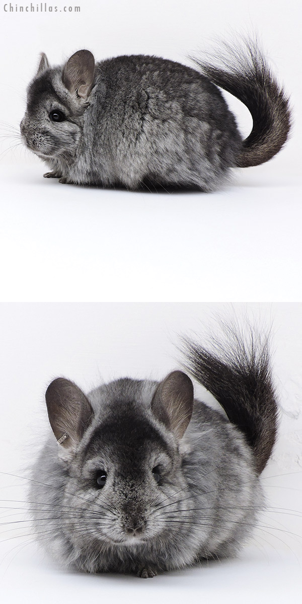 Chinchilla or related item offered for sale or export on Chinchillas.com - 18018 Large Ebony ( Locken Carrier )  Royal Persian Angora Female Chinchilla