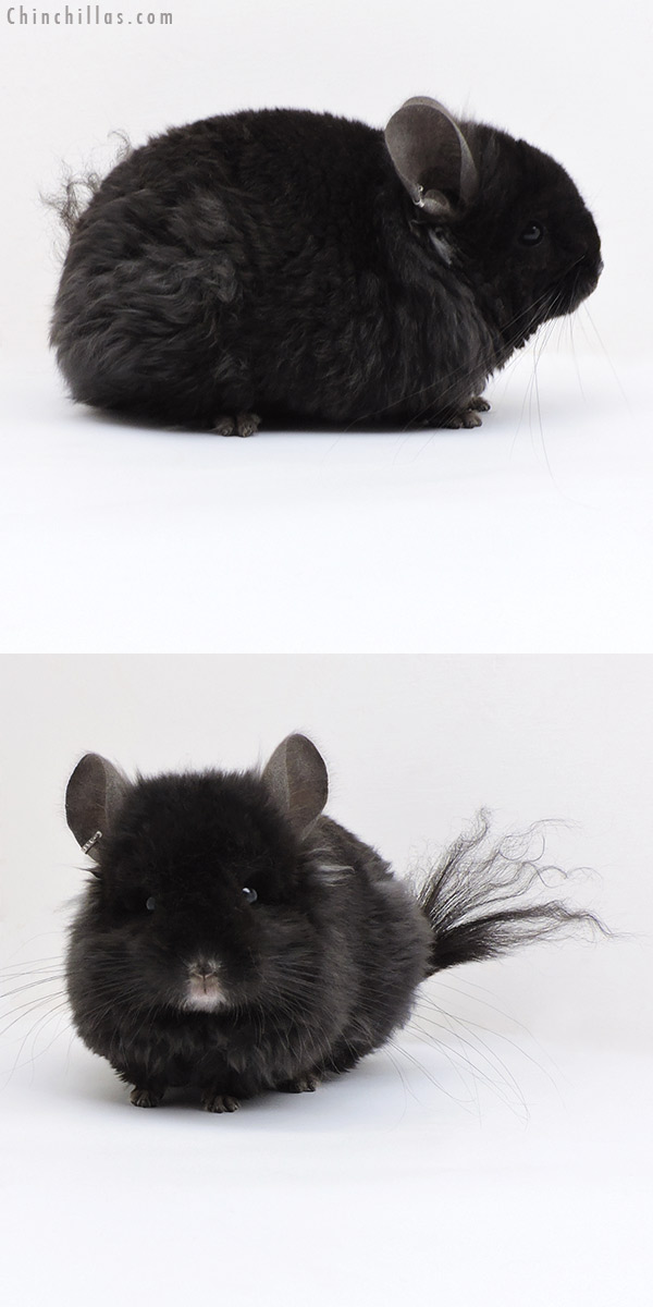 Chinchilla or related item offered for sale or export on Chinchillas.com - 18030 Exceptional Brevi Type Ebony  Royal Imperial Angora Male Chinchilla