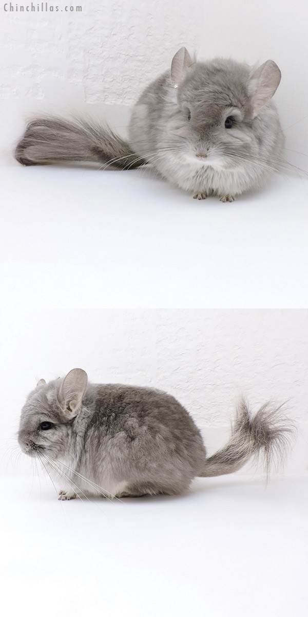 Chinchilla or related item offered for sale or export on Chinchillas.com - 18026 Exceptional Violet  Royal Persian Angora Male Chinchilla