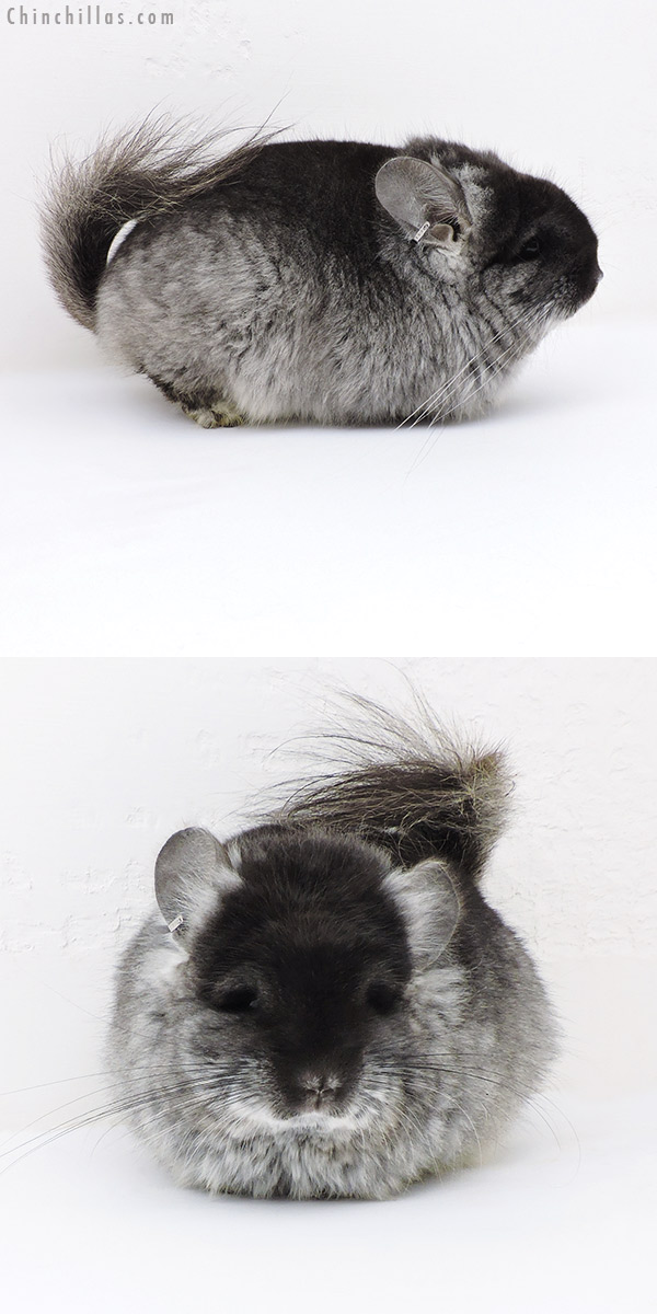 Chinchilla or related item offered for sale or export on Chinchillas.com - 18032 Exceptional Blocky Brevi Type Black Velvet  Royal Persian Angora Female Chinchilla