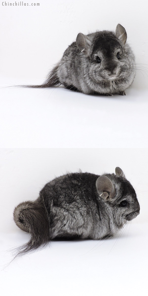 Chinchilla or related item offered for sale or export on Chinchillas.com - 18029 Hetero Ebony  Royal Persian Angora ( Locken Carrier ) Male Chinchilla