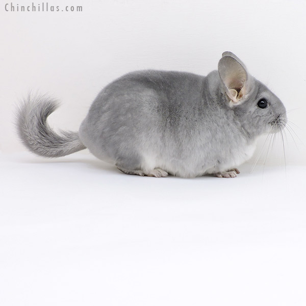 Chinchilla or related item offered for sale or export on Chinchillas.com - 18019 Large Show Quality Blue Diamond Female Chinchilla