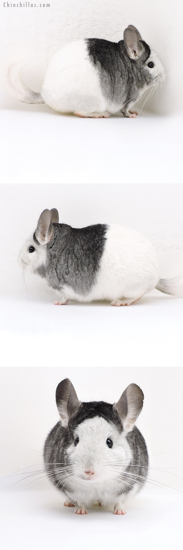 Chinchilla or related item offered for sale or export on Chinchillas.com - 18025 Show Quality Extreme White Mosaic Female Chinchilla