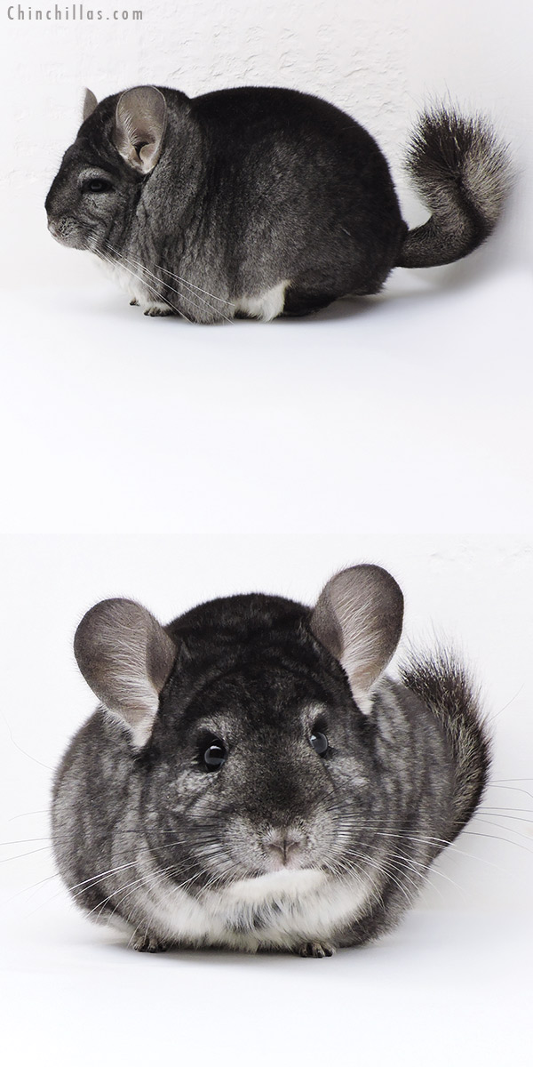 Chinchilla or related item offered for sale or export on Chinchillas.com - 18022 Large Blocky Premium Production Quality Standard Female Chinchilla