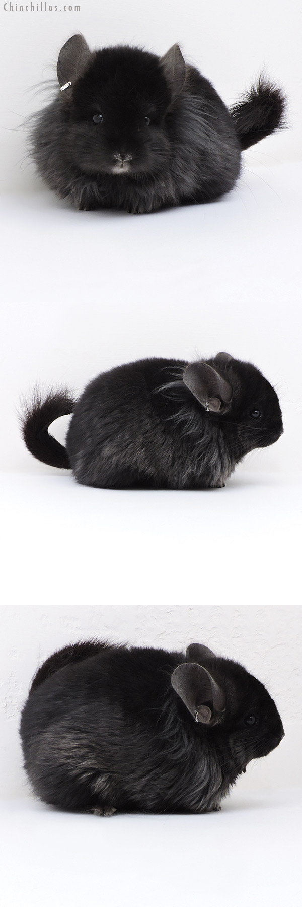Chinchilla or related item offered for sale or export on Chinchillas.com - 18006 Exceptional Ebony G2  Royal Persian Angora ( Locken Carrier ) Female Chinchilla
