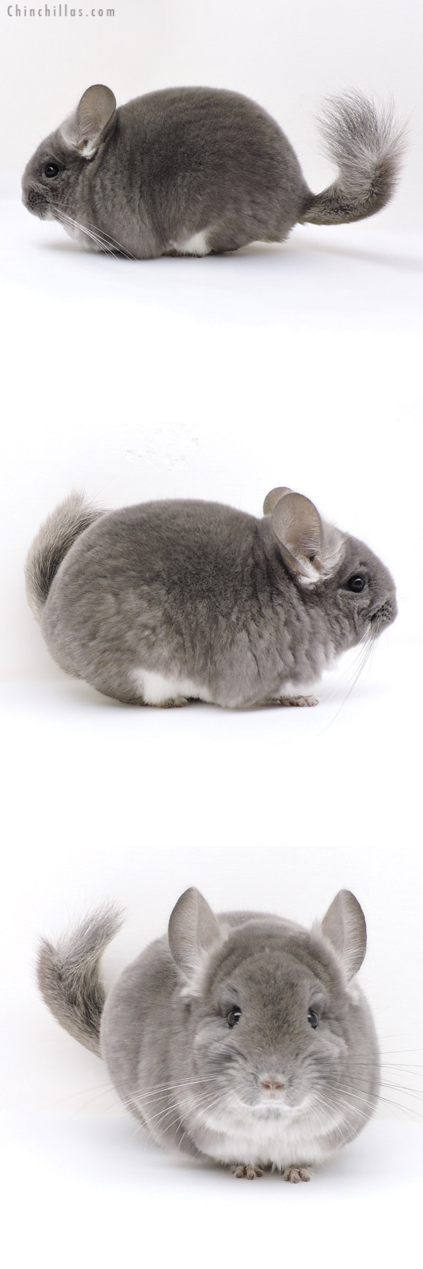 Chinchilla or related item offered for sale or export on Chinchillas.com - 18035 Top Show Quality TOV Violet Male Chinchilla