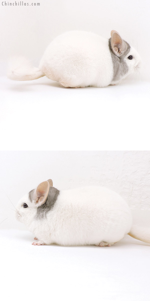 Chinchilla or related item offered for sale or export on Chinchillas.com - 18036 Premium Production Quality Extreme Beige & White Mosaic Female Chinchilla