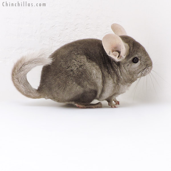 Chinchilla or related item offered for sale or export on Chinchillas.com - 18039 Tan (  Royal Persian Angora Carrier ) Male Chinchilla