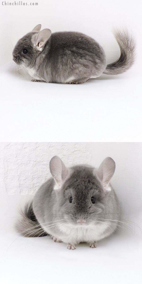 Chinchilla or related item offered for sale or export on Chinchillas.com - 18037 Exceptional TOV Violet (  Royal Persian Angora Carrier ) Female Chinchilla