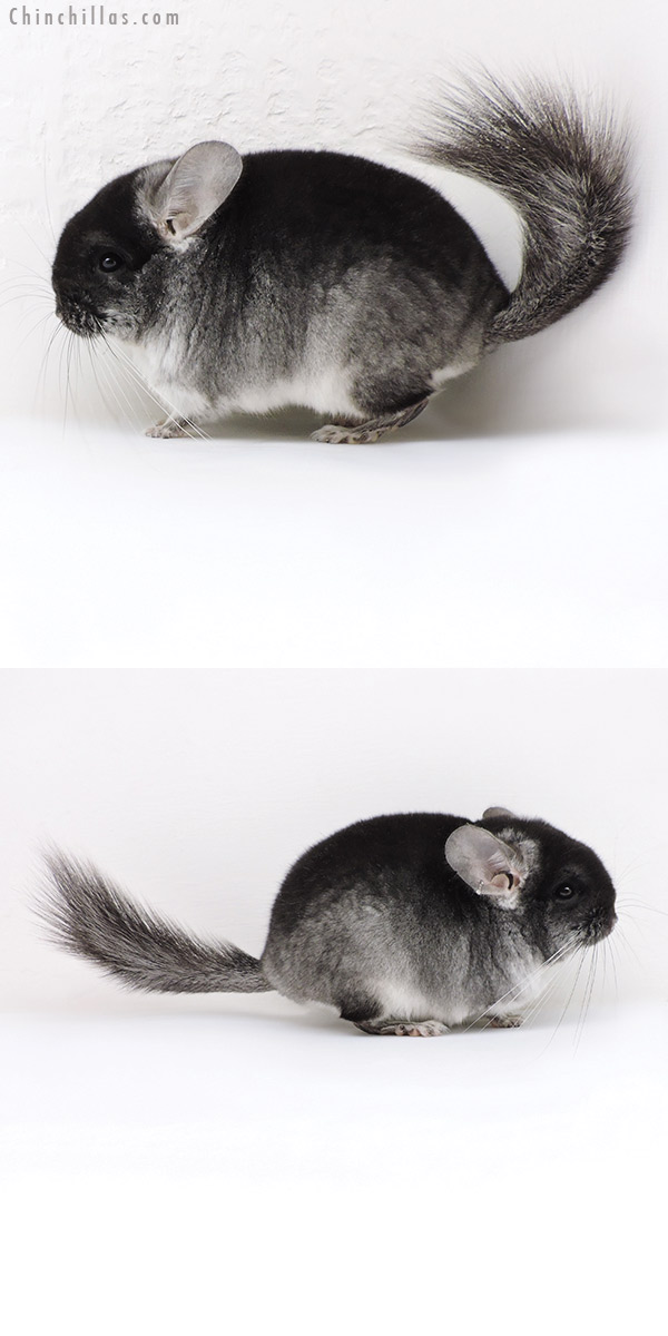 Chinchilla or related item offered for sale or export on Chinchillas.com - 18040 Brevi Type Black Velvet ( Violet &  Royal Persian Angora Carrier ) Male Chinchilla