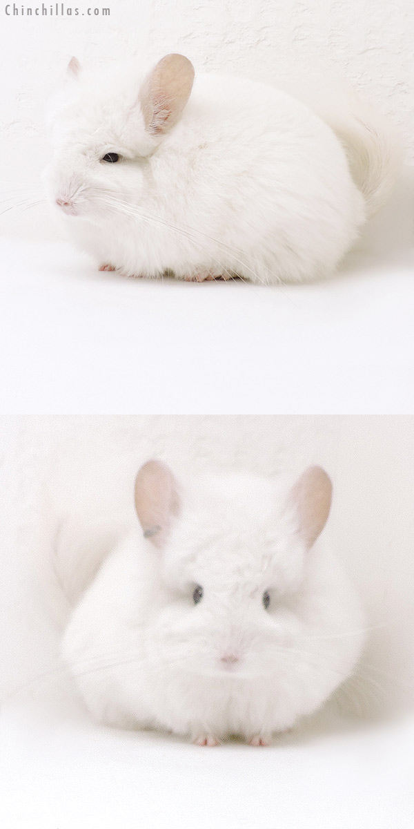 Chinchilla or related item offered for sale or export on Chinchillas.com - 18050 Exceptional Pink White  Royal Persian Angora Female Chinchilla