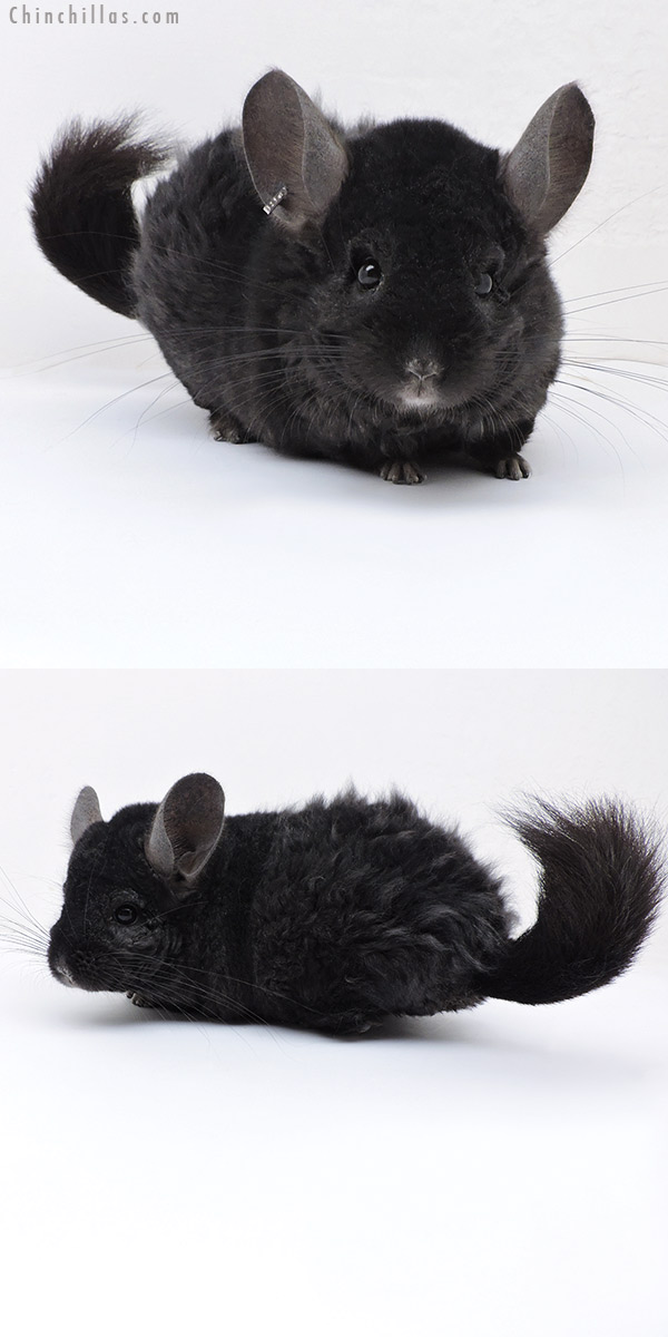 Chinchilla or related item offered for sale or export on Chinchillas.com - 18041 Large Ebony  Royal Persian Angora Quasi Locken Male Chinchilla