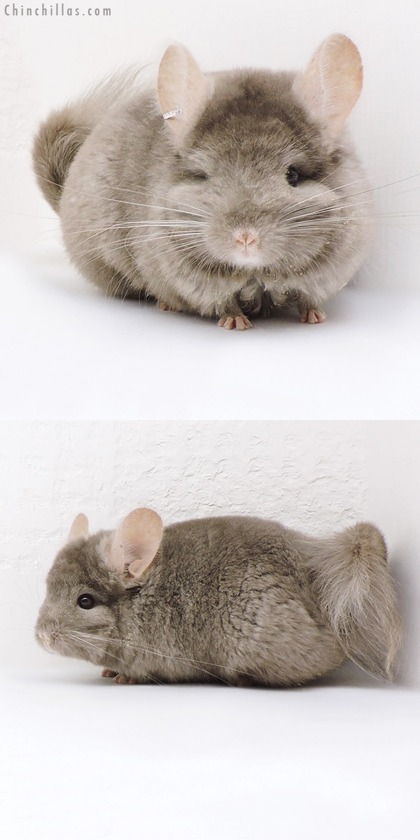 Chinchilla or related item offered for sale or export on Chinchillas.com - 18043 Tan  Royal Persian Angora ( Locken Carrier ) Male Chinchilla