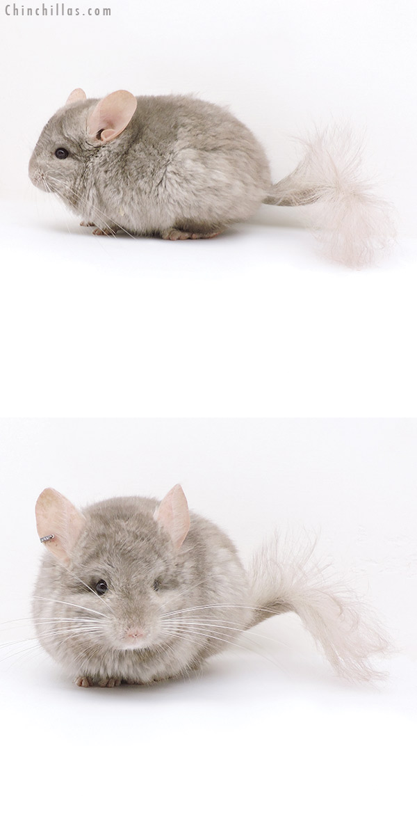 Chinchilla or related item offered for sale or export on Chinchillas.com - 18045 Beige  Royal Persian Angora ( Ebony & Locken Carrier ) Male Chinchilla