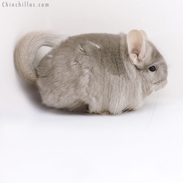 Chinchilla or related item offered for sale or export on Chinchillas.com - 18051 Exceptional Beige  Royal Persian Angora ( Ebony & Locken Carrier ) Female Chinchilla
