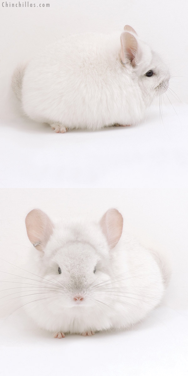 Chinchilla or related item offered for sale or export on Chinchillas.com - 18048 Exceptional Pink White  Royal Persian Angora Female Chinchilla