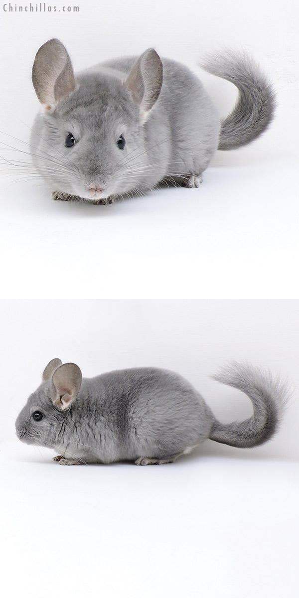 Chinchilla or related item offered for sale or export on Chinchillas.com - 18033 Blue Diamond Male Chinchilla