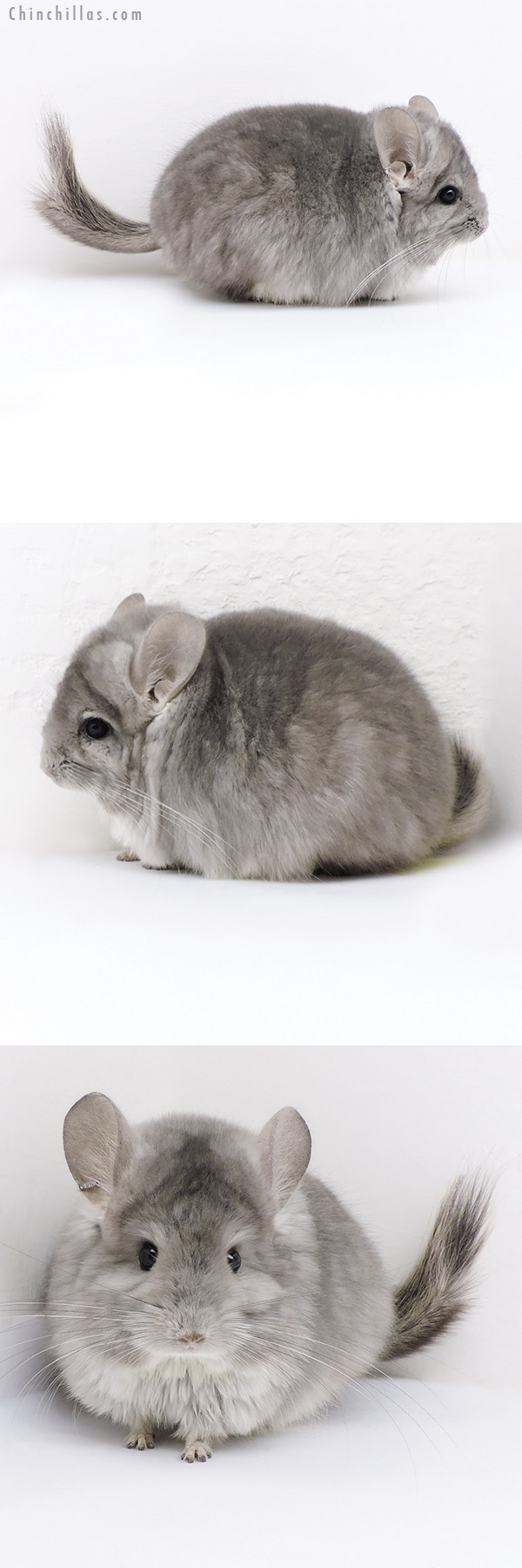 Chinchilla or related item offered for sale or export on Chinchillas.com - 18027 Violet  Royal Persian Angora Male Chinchilla