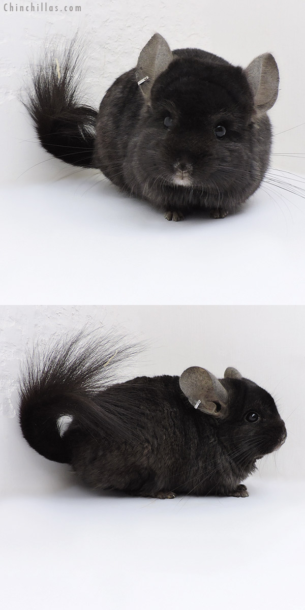 Chinchilla or related item offered for sale or export on Chinchillas.com - 18028 Ebony  Royal Persian Angora ( Locken Carrier ) Male Chinchilla