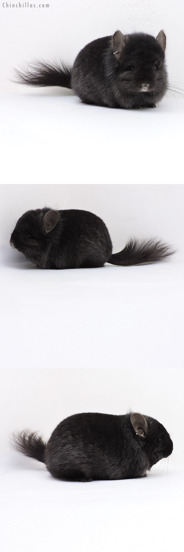 Chinchilla or related item offered for sale or export on Chinchillas.com - 18031 Exceptional Large Ebony  Royal Persian Angora ( Locken Carrier ) Male Chinchilla with Lion Mane