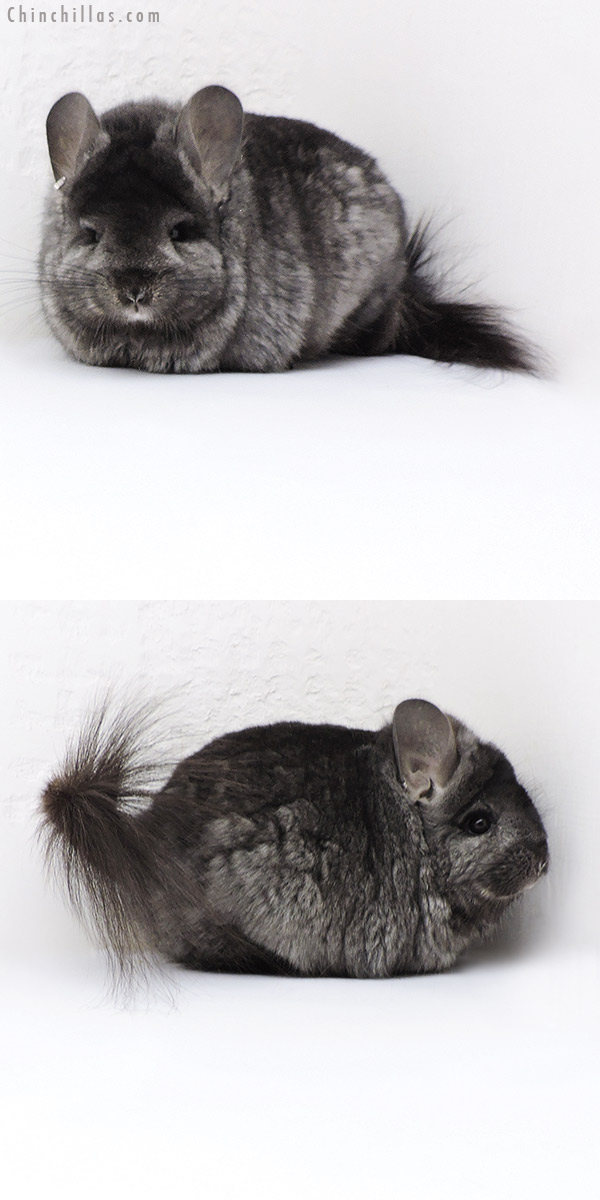 Chinchilla or related item offered for sale or export on Chinchillas.com - 18023 Large Blocky Ebony  Royal Persian Angora ( Locken Carrier ) Female Chinchilla