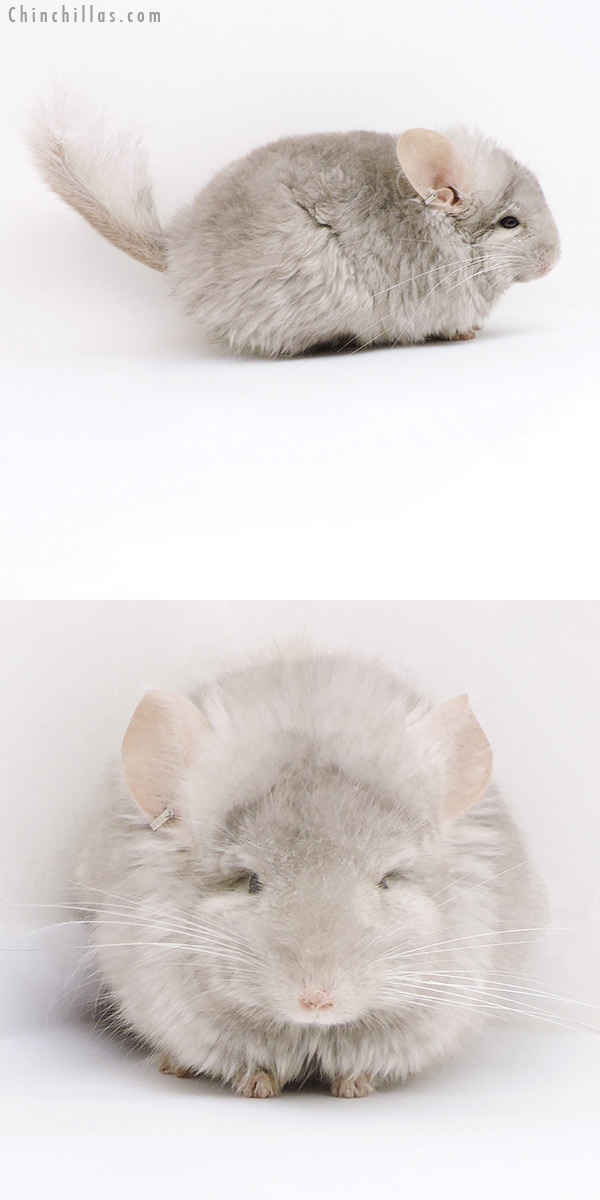 Chinchilla or related item offered for sale or export on Chinchillas.com - 18012 Beige  Royal Persian Angora ( Ebony & Locken Carrier ) Male Chinchilla