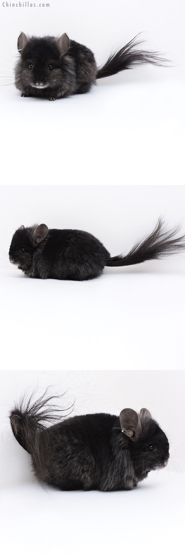 Chinchilla or related item offered for sale or export on Chinchillas.com - 18005 Ebony  Royal Persian Angora ( Locken Carrier ) Female Chinchilla with Lion Mane