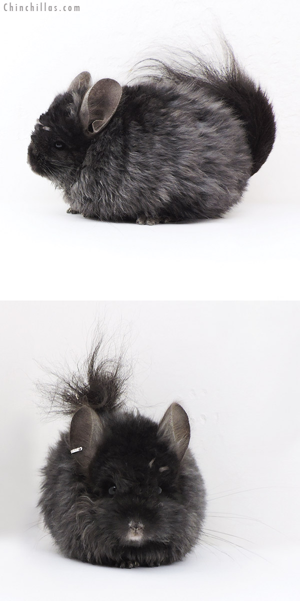 Chinchilla or related item offered for sale or export on Chinchillas.com - 18008 Exceptional Ebony Royal Imperial Angora Female Chinchilla