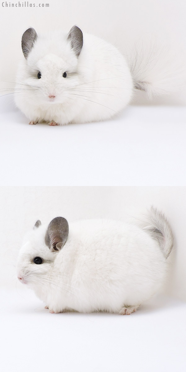 Chinchilla or related item offered for sale or export on Chinchillas.com - 18054 Exceptional Predominantly White  Royal Persian Angora Male Chinchilla