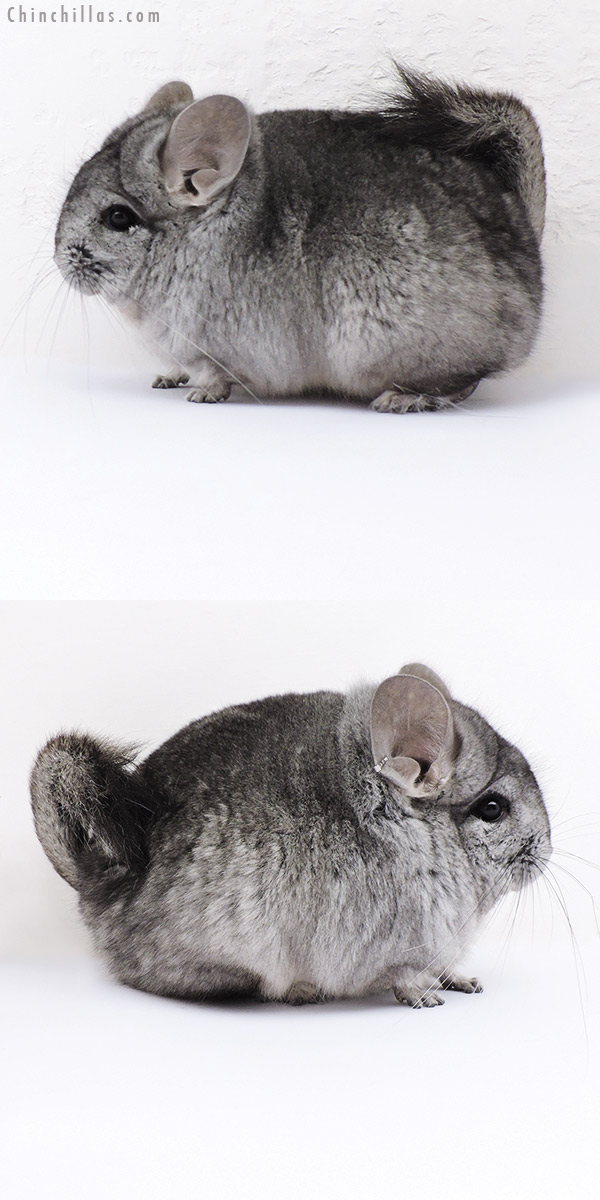 Chinchilla or related item offered for sale or export on Chinchillas.com - 18057 Standard ( Ebony Carrier )  Royal Persian Angora Male Chinchilla