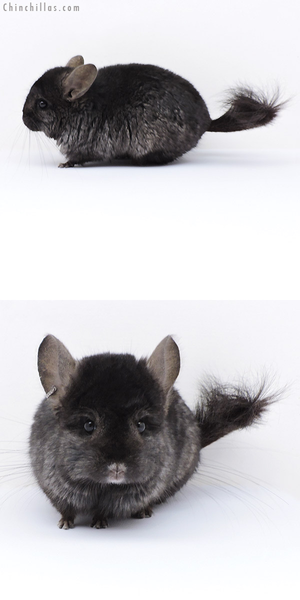 Chinchilla or related item offered for sale or export on Chinchillas.com - 18052 Ebony  Royal Persian Angora ( Locken Carrier ) Male Chinchilla