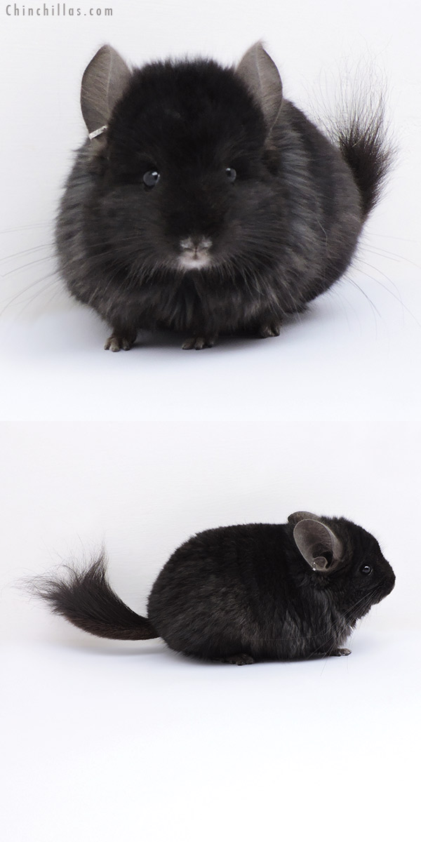 Chinchilla or related item offered for sale or export on Chinchillas.com - 18055 Ebony ( Locken Carrier )  Royal Persian Angora Male Chinchilla with Lion Mane