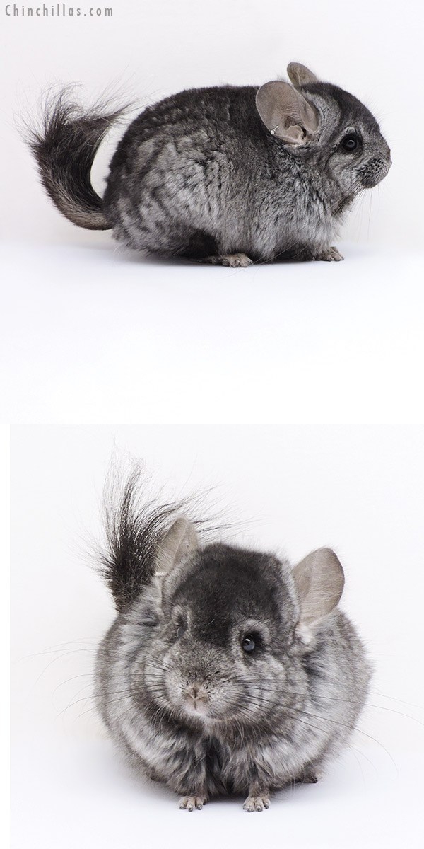Chinchilla or related item offered for sale or export on Chinchillas.com - 18058 Ebony ( Locken Carrier )  Royal Persian Angora Male Chinchilla