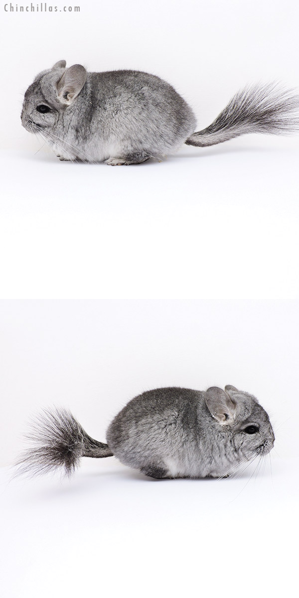 Chinchilla or related item offered for sale or export on Chinchillas.com - 18061 Standard  Royal Persian Angora Male Chinchilla