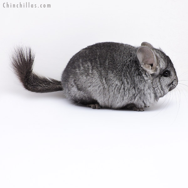 Chinchilla or related item offered for sale or export on Chinchillas.com - 18070 Ebony  Royal Persian Angora Male Chinchilla