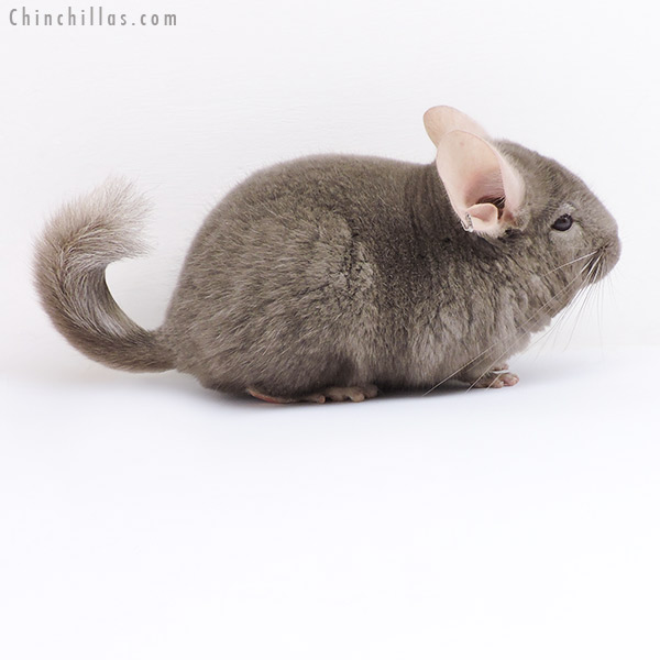 Chinchilla or related item offered for sale or export on Chinchillas.com - 18071 Tan (  Royal Persian Angora & Locken Carrier ) Male Chinchilla