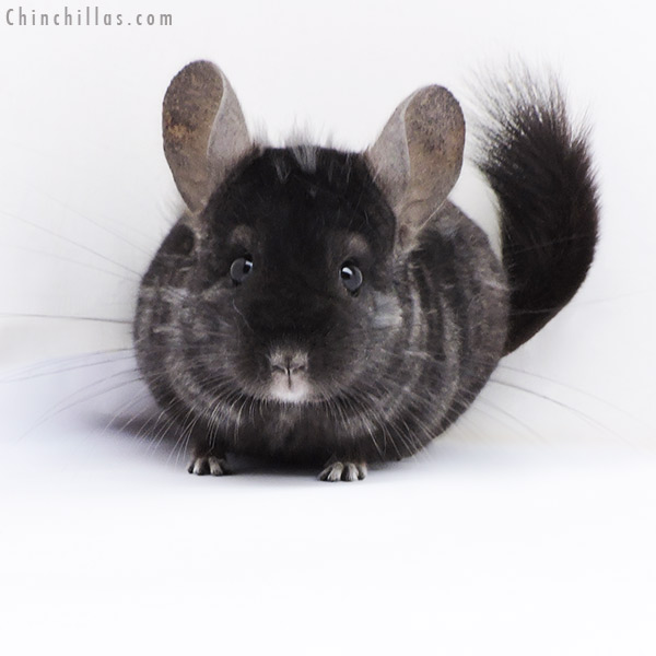 Chinchilla or related item offered for sale or export on Chinchillas.com - 18063 Ebony (  Royal Persian Angora & Locken Carrier ) Male Chinchilla