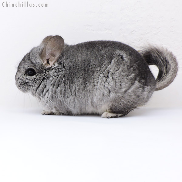 Chinchilla or related item offered for sale or export on Chinchillas.com - 18086 Standard  Royal Persian Angora Male Chinchilla