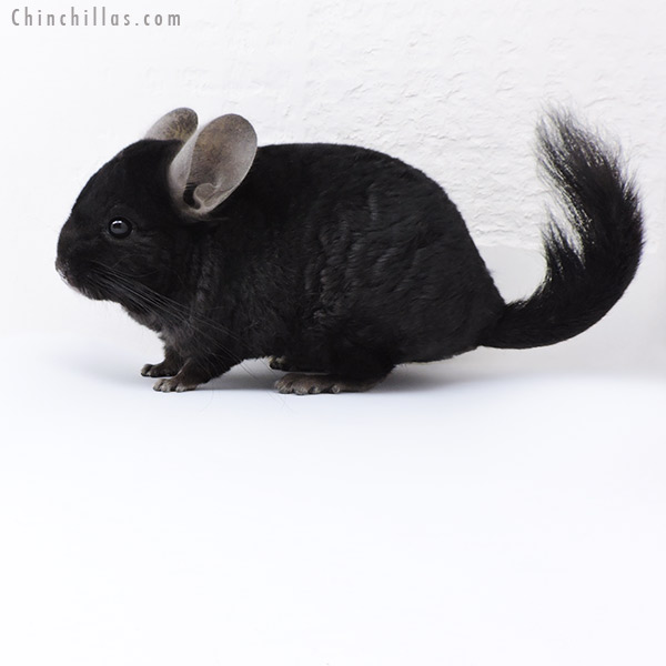 Chinchilla or related item offered for sale or export on Chinchillas.com - 18073 Ebony (  Royal Persian Angora & Locken Carrier ) Male Chinchilla