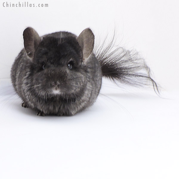 Chinchilla or related item offered for sale or export on Chinchillas.com - 18064 Ebony  Royal Persian Angora ( Locken Carrier ) Male Chinchilla