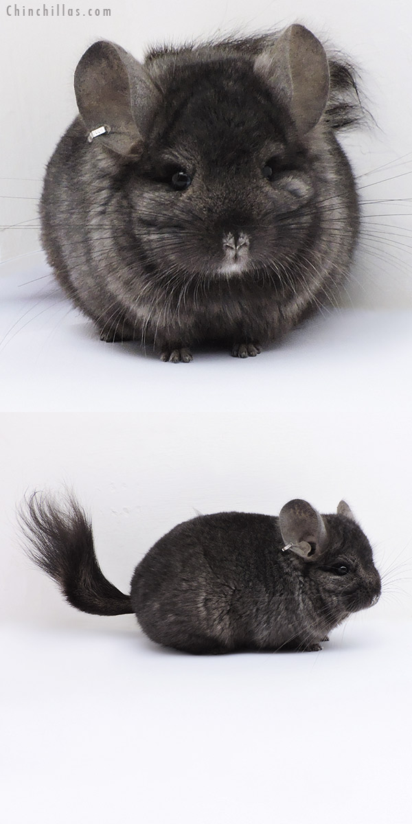 Chinchilla or related item offered for sale or export on Chinchillas.com - 18066 Ebony  Royal Persian Angora ( Locken Carrier ) Male Chinchilla
