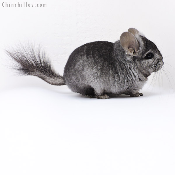 Chinchilla or related item offered for sale or export on Chinchillas.com - 18078 Ebony  Royal Persian Angora ( Locken Carrier ) Male Chinchilla