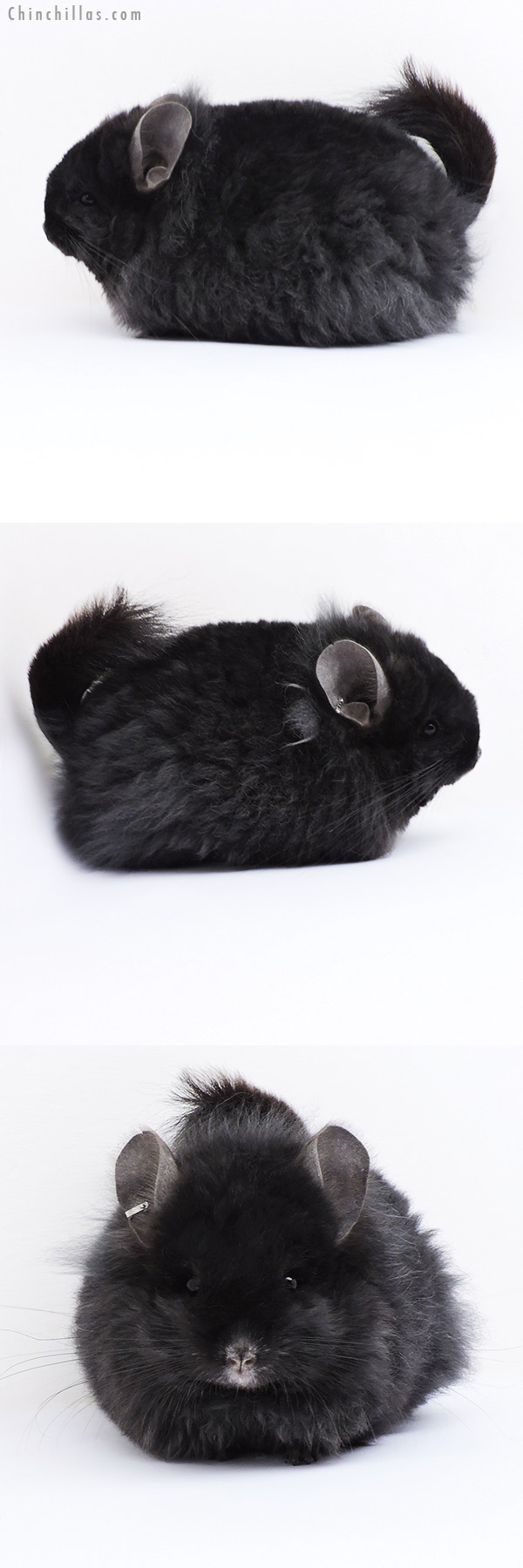 Chinchilla or related item offered for sale or export on Chinchillas.com - 18082 Exceptional Ebony G2  Royal Imperial Angora Male Chinchilla with Lion Mane